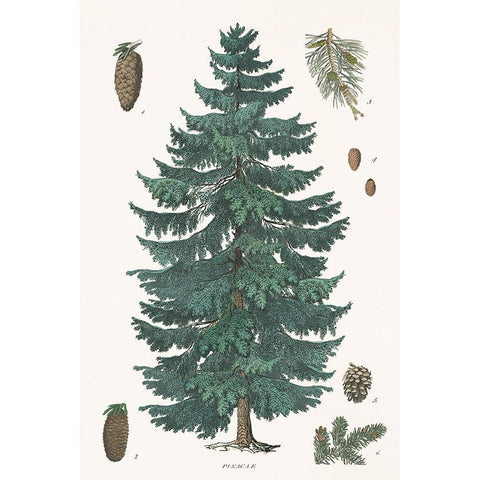 Evergreen Botanical Chart Gold Ornate Wood Framed Art Print with Double Matting by Portfolio, Wild Apple