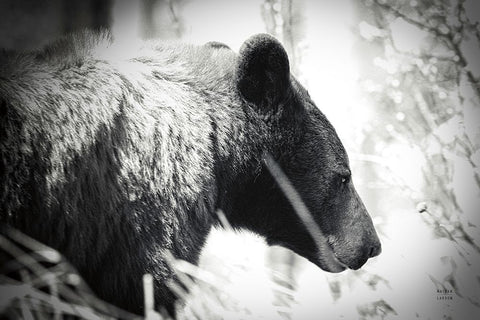 Bear Emerging Black Modern Wood Framed Art Print by Larson, Nathan