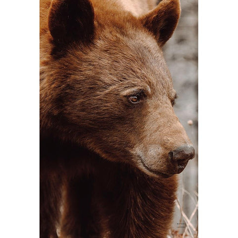 Bear Profile I Black Modern Wood Framed Art Print with Double Matting by Larson, Nathan