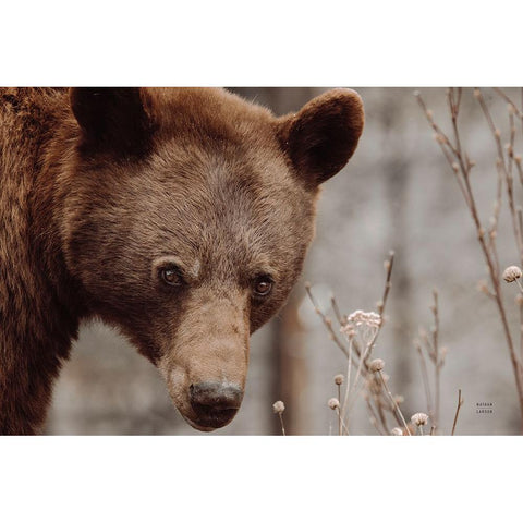 Bear Profile II Gold Ornate Wood Framed Art Print with Double Matting by Larson, Nathan