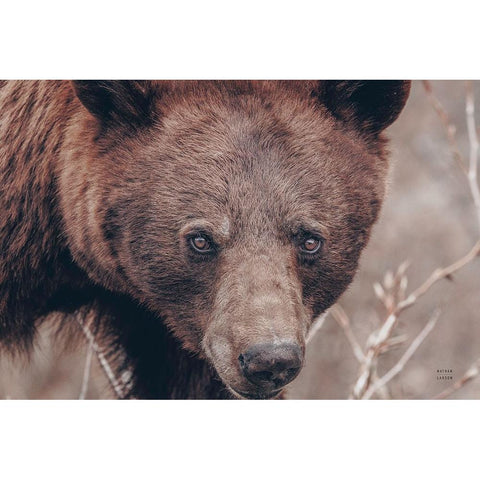 Bear Portrait Black Modern Wood Framed Art Print with Double Matting by Larson, Nathan