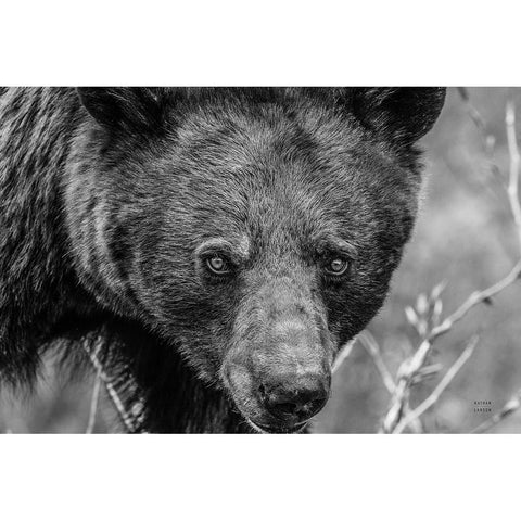 Bear Portrait BW White Modern Wood Framed Art Print by Larson, Nathan