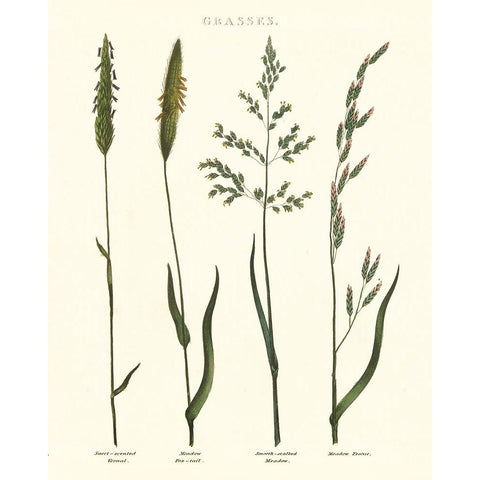 Herbal Botanical Study I Ivory Black Modern Wood Framed Art Print by Wild Apple Portfolio