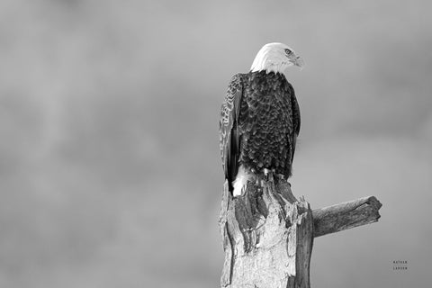 Eagle Perch BW White Modern Wood Framed Art Print with Double Matting by Larson, Nathan