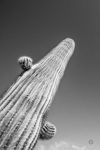 King I v2 Black Ornate Wood Framed Art Print with Double Matting by Larson, Nathan