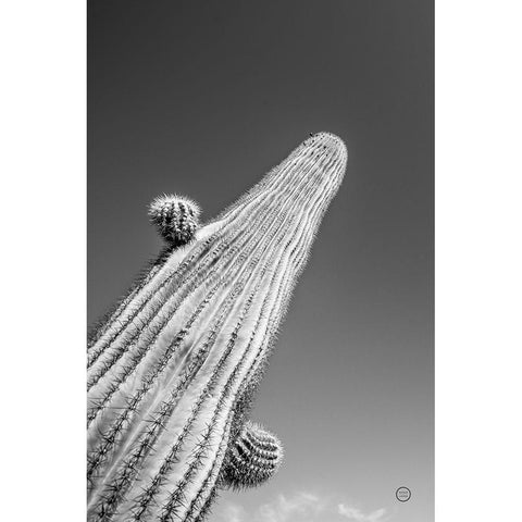 King I v2 Black Modern Wood Framed Art Print with Double Matting by Larson, Nathan