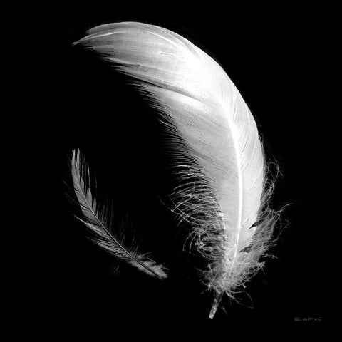 Dream Feathers Sq White Modern Wood Framed Art Print with Double Matting by Goldstein, Ed
