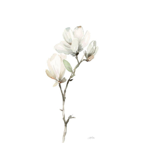 White Magnolia II Panel Black Modern Wood Framed Art Print with Double Matting by Pete, Katrina