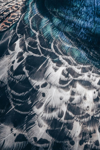 Peacock Study I Black Modern Wood Framed Art Print by Larson, Nathan