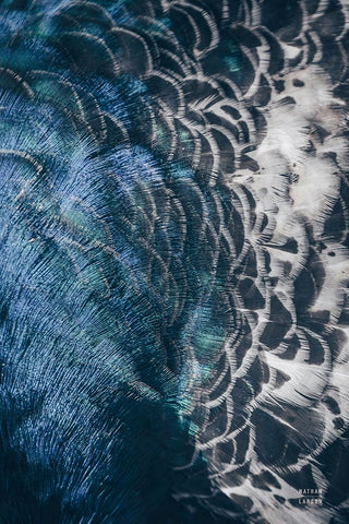 Peacock Study II Black Ornate Wood Framed Art Print with Double Matting by Larson, Nathan