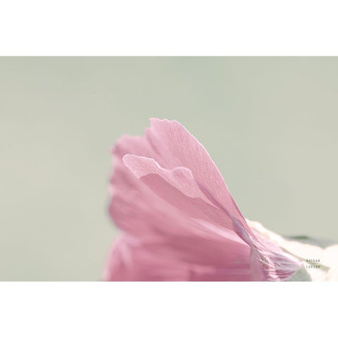 Hollyhock Edge Black Modern Wood Framed Art Print with Double Matting by Larson, Nathan