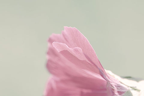 Hollyhock Edge White Modern Wood Framed Art Print with Double Matting by Larson, Nathan