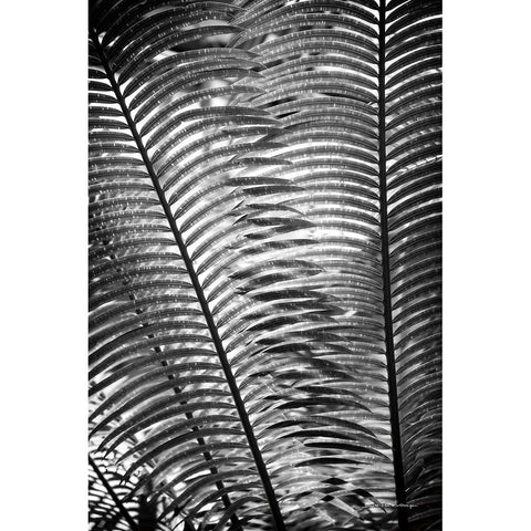 Sunlit Palms I Gold Ornate Wood Framed Art Print with Double Matting by Van Swearingen, Debra