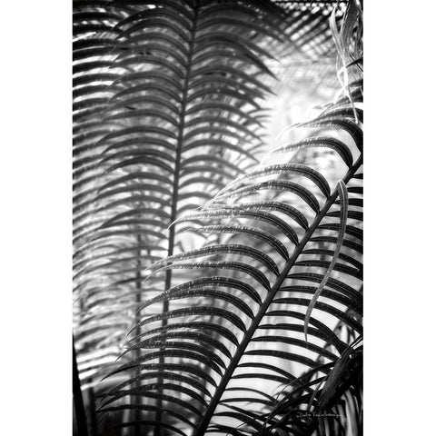 Sunlit Palms II White Modern Wood Framed Art Print by Van Swearingen, Debra