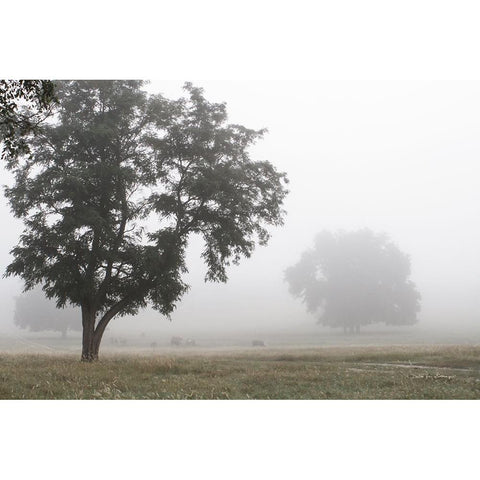 Morning Fog I Gold Ornate Wood Framed Art Print with Double Matting by Van Swearingen, Debra