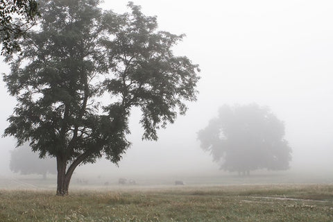 Morning Fog I White Modern Wood Framed Art Print with Double Matting by Van Swearingen, Debra