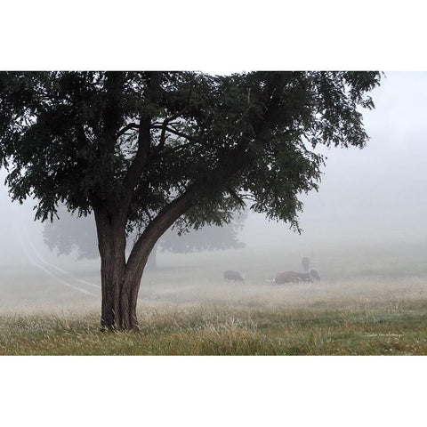 Morning Fog II Black Modern Wood Framed Art Print by Van Swearingen, Debra
