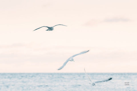 Sunset Flocks White Modern Wood Framed Art Print with Double Matting by Larson, Nathan