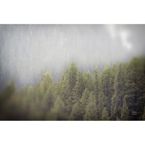 Northern Forests Black Modern Wood Framed Art Print by Larson, Nathan