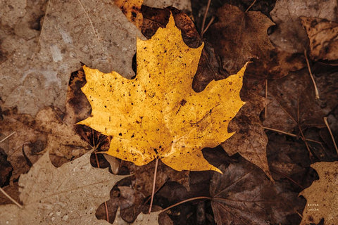 Fall Rains II White Modern Wood Framed Art Print with Double Matting by Larson, Nathan