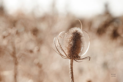 Fall Turns Black Ornate Wood Framed Art Print with Double Matting by Larson, Nathan
