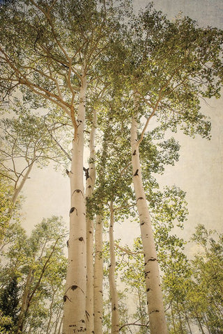 Towering Aspens 1 White Modern Wood Framed Art Print with Double Matting by Van Swearingen, Debra