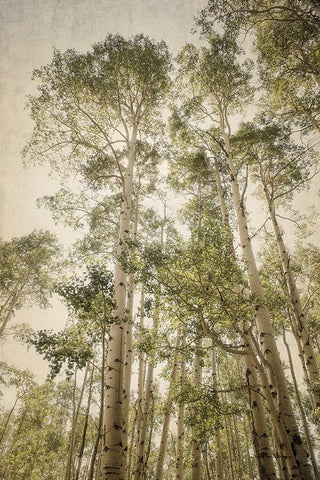 Towering Aspens 2 White Modern Wood Framed Art Print with Double Matting by Van Swearingen, Debra