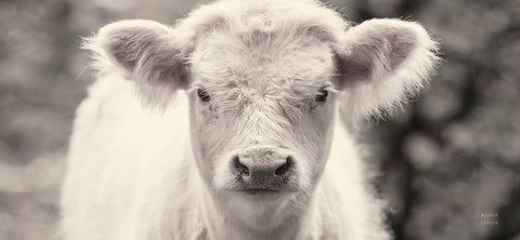 White Calf Panel Black Modern Wood Framed Art Print by Larson, Nathan