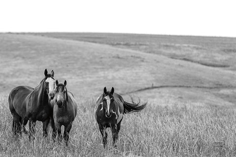 Montana Moves v2 Black Modern Wood Framed Art Print by Larson, Nathan