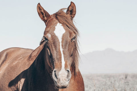 Wind Blown Black Ornate Wood Framed Art Print with Double Matting by Larson, Nathan