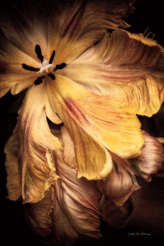 Tulip Detail I White Modern Wood Framed Art Print with Double Matting by Van Swearingen, Debra
