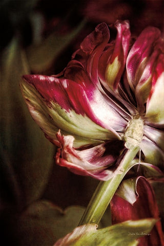 Tulip Detail II Black Modern Wood Framed Art Print by Van Swearingen, Debra