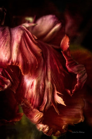 Tulip Detail III Black Ornate Wood Framed Art Print with Double Matting by Van Swearingen, Debra