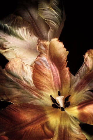 Tulip Detail IV Black Modern Wood Framed Art Print by Van Swearingen, Debra