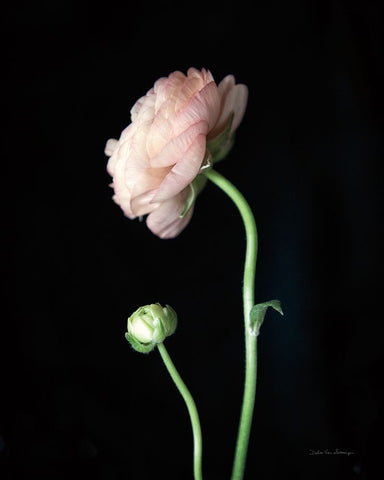 Single Ranunculus II Black Modern Wood Framed Art Print by Van Swearingen, Debra