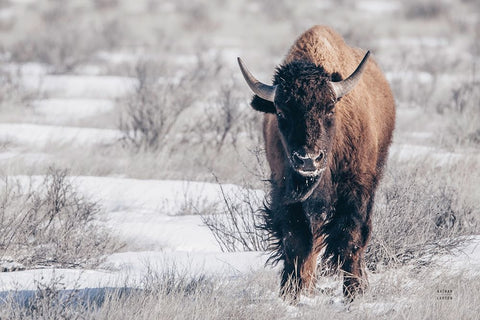 Bison Beauty White Modern Wood Framed Art Print with Double Matting by Larson, Nathan
