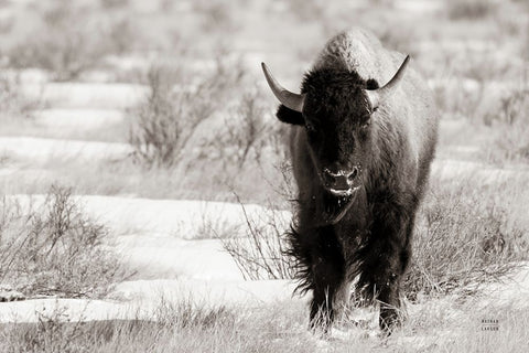 Bison Beauty BW White Modern Wood Framed Art Print with Double Matting by Larson, Nathan