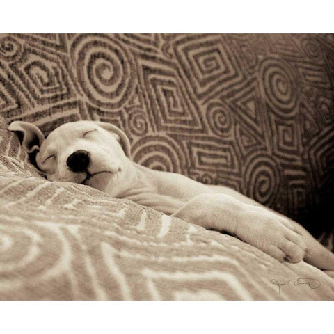 Dog Tired White Modern Wood Framed Art Print by Dratfield, Jim