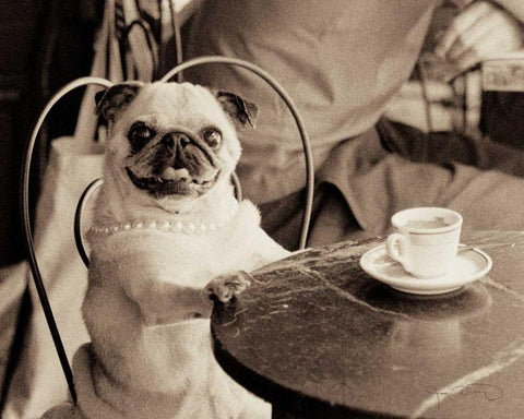 Cafe Pug White Modern Wood Framed Art Print with Double Matting by Dratfield, Jim