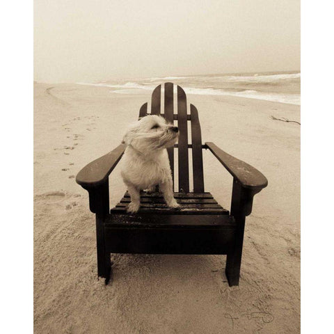 Lifes a beach White Modern Wood Framed Art Print by Dratfield, Jim