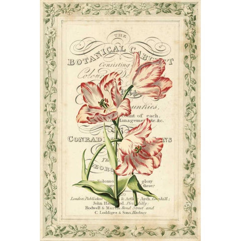 Botanic Cabinet Gold Ornate Wood Framed Art Print with Double Matting by Alexander, Zachary