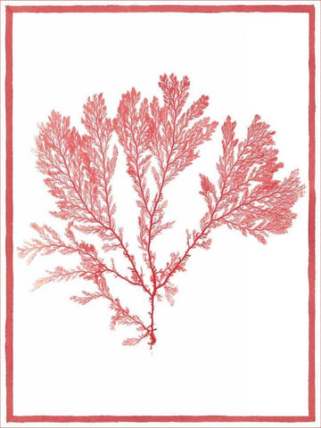 Sea Things I White Modern Wood Framed Art Print with Double Matting by Chilton, Sarah E