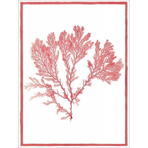 Sea Things I Black Modern Wood Framed Art Print by Chilton, Sarah E