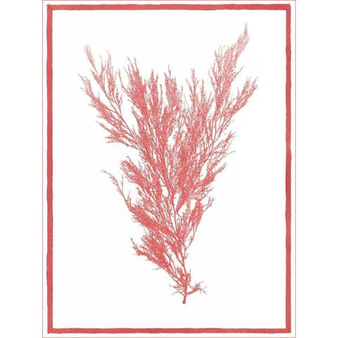 Sea Things II Gold Ornate Wood Framed Art Print with Double Matting by Chilton, Sarah E