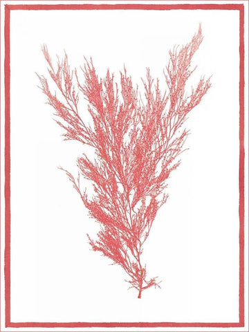 Sea Things II White Modern Wood Framed Art Print with Double Matting by Chilton, Sarah E