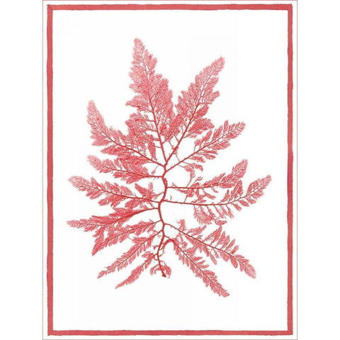 Sea Things III Gold Ornate Wood Framed Art Print with Double Matting by Chilton, Sarah E