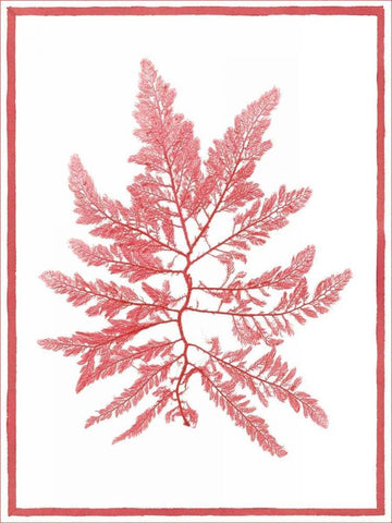 Sea Things III White Modern Wood Framed Art Print with Double Matting by Chilton, Sarah E