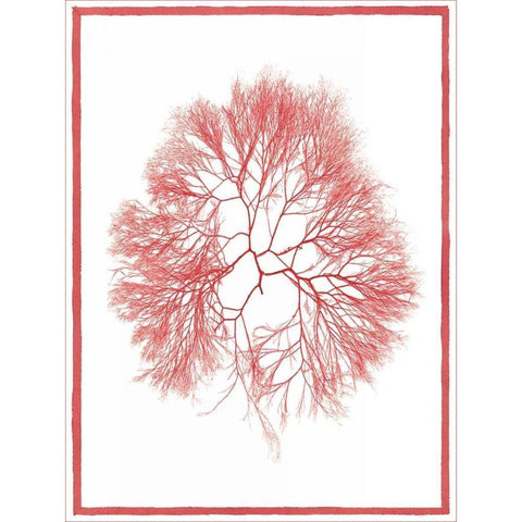 Sea Things IV Black Modern Wood Framed Art Print with Double Matting by Chilton, Sarah E