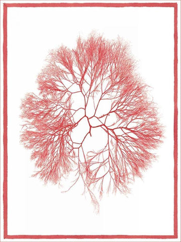 Sea Things IV Black Ornate Wood Framed Art Print with Double Matting by Chilton, Sarah E