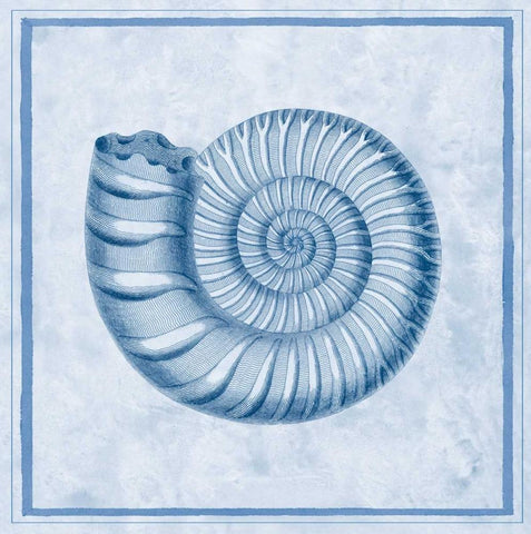 Blue Nautilus B White Modern Wood Framed Art Print with Double Matting by Chilton, Sarah E
